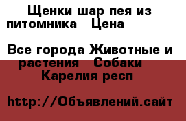 Щенки шар-пея из питомника › Цена ­ 15 000 - Все города Животные и растения » Собаки   . Карелия респ.